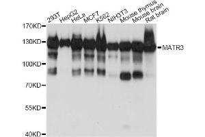 Western blot analysis of extracts of various cell lines, using MATR3 antibody (ABIN6290614) at 1:1000 dilution. (MATR3 抗体)