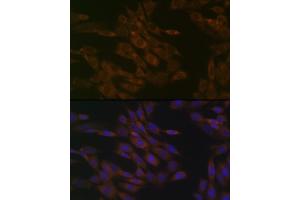 Immunofluorescence (IF) image for anti-Translocase of Inner Mitochondrial Membrane 50 Homolog (TIMM50) antibody (ABIN1513120)