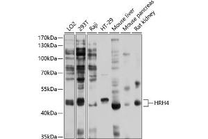 Western blot analysis of extracts of various cell lines, using HRH4 antibody (ABIN6128034, ABIN6141989, ABIN6141990 and ABIN6214303) at 1:1000 dilution. (HRH4 抗体  (AA 194-304))