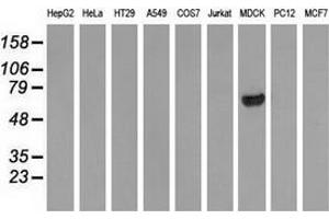 Western blot analysis of extracts (35 µg) from 9 different cell lines by using anti-ARHGAP25 monoclonal antibody. (ARHGAP25 抗体)