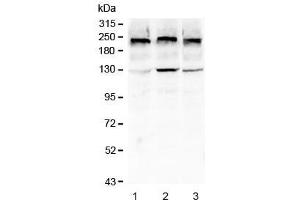 Western Blotting (WB) image for anti-Collagen, Type IV (COL4) (AA 1445-1669) antibody (ABIN6654107)