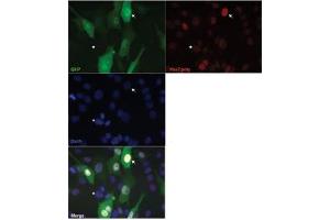 Immunofluorescence (IF) image for anti-Paired Box 7 (PAX7) (Middle Region) antibody (ABIN2777185)