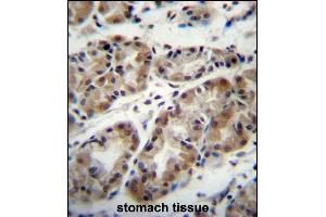 TAF8 Antibody (Center) (ABIN657320 and ABIN2846395) immunohistochemistry analysis in formalin fixed and paraffin embedded human stomach tissue followed by peroxidase conjugation of the secondary antibody and DAB staining. (TAF8 抗体  (AA 151-178))