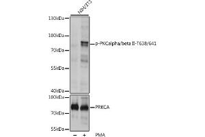 Western blot analysis of extracts of NIH/3T3 cells, using Phospho-PKCalpha/beta II-T638/641 pAb (ABIN3019760, ABIN3019761, ABIN3019762, ABIN1681948 and ABIN1681949) at 1:1000 dilution or PRKCA antibody (ABIN6128461, ABIN6146197, ABIN6146198 and ABIN6217299). (PRKCA/PRKCB (pThr638), (pThr641) 抗体)