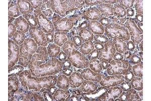 IHC-P Image NDUFV1 antibody [N3C3] detects NDUFV1 protein at cytoplasm on mouse kidney by immunohistochemical analysis.