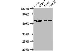 Western Blot Positive WB detected in: Hela whole cell lysate, MCF-7 whole cell lysate, A549 whole cell lysate, HepG2 whole cell lysate All lanes: SOX10 antibody at 1:2000 Secondary Goat polyclonal to rabbit IgG at 1/50000 dilution Predicted band size: 50, 32 kDa Observed band size: 60 kDa (Recombinant SOX1 抗体)