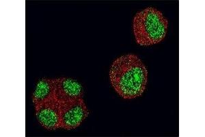 Confocal immunofluorescent analysis of HDAC1 antibody with 293 cells followed by Alexa Fluor 488-conjugated goat anti-rabbit lgG (green).