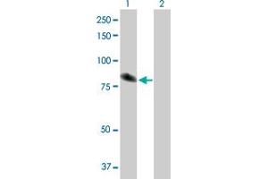 Western Blot analysis of TXNDC3 expression in transfected 293T cell line by TXNDC3 MaxPab polyclonal antibody.