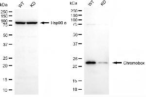 Western blotting analysis using chromobox antibody (ABIN7800917). (Recombinant Chromobox 抗体)