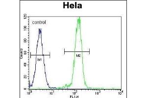 B-RAF Antibody (Center) (ABIN392246 and ABIN2841936) flow cytometric analysis of Hela cells (right histogram) compared to a negative control cell (left histogram). (SNRPE 抗体  (AA 424-453))