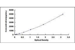 Dickkopf 2 Homolog (DKK2) ELISA Kit