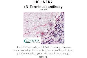 Image no. 1 for anti-NEK7 (NEK7) (N-Term) antibody (ABIN1737254) (NEK7 抗体  (N-Term))