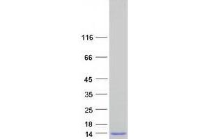 Validation with Western Blot (SCGB1C2 Protein (Myc-DYKDDDDK Tag))