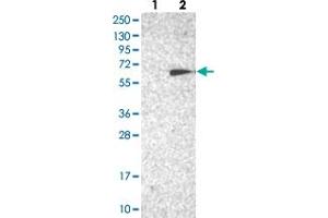 Western blot analysis of Lane 1: Negative control (vector only transfected HEK293T lysate), Lane 2: Over-expression Lysate (Co-expressed with a C-terminal myc-DDK tag (~3. (TC2N 抗体)