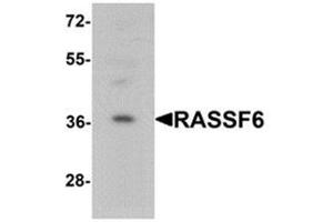 Western blot analysis of RASSF6 in 293 cell lysate with RASSF6 Antibody  at 1 ug/mL. (RASSF6 抗体  (Middle Region))