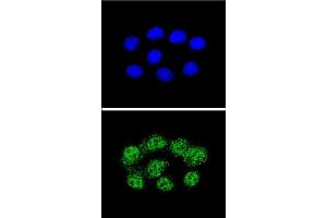 Confocal immunofluorescent analysis of MSH2 Antibody (Center) (ABIN655517 and ABIN2845032) with Hela cell followed by Alexa Fluor® 488-conjugated goat anti-rabbit lgG (green). (MSH2 抗体  (AA 637-665))