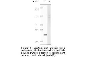 Image no. 1 for anti-Fibulin 5 (FBLN5) antibody (ABIN232103) (Fibulin 5 抗体)
