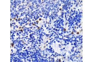 Immunohistochemistry of paraffin-embedded Mouse spleen using ANXA1 Polyclonal Antibody at dilution of 1:100 (40x lens). (Annexin a1 抗体)