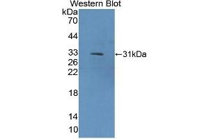 Western Blotting (WB) image for anti-Collagen, Type IX, alpha 1 (COL9A1) (AA 24-268) antibody (ABIN7434710)