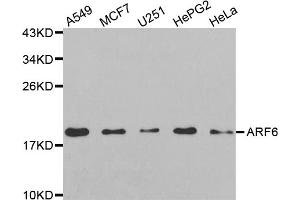 Western blot analysis of extracts of various cell lines, using ARF6 antibody (ABIN5971617) at 1:250 dilution. (ARF6 抗体)
