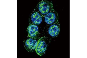 Confocal immunofluorescent analysis of Phospho-K1-p Antibody (ABIN389799 and ABIN2839695) with Hela cell followed by Alexa Fluor 488-conjugated goat anti-rabbit lgG (green). (PAK1 抗体  (pThr423))