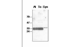 Western blot analysis of chloroplast (Arabidopsis and tobacco) and Synechocystis thylakoid proteins with anti-PsbA-Nt