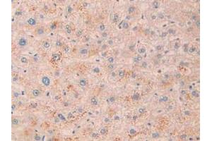 IHC-P analysis of Human Liver Tissue, with DAB staining. (MME 抗体  (AA 382-538))