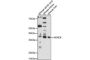 Western blot analysis of extracts of various cell lines, using HOXC8 antibody (ABIN7267773) at 1:1000 dilution. (HOXC8 抗体  (AA 1-150))