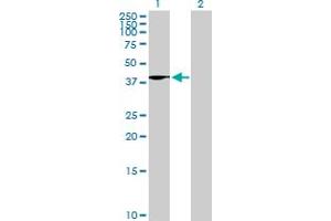 Western Blot analysis of WNT4 expression in transfected 293T cell line by WNT4 MaxPab polyclonal antibody. (WNT4 抗体  (AA 1-351))