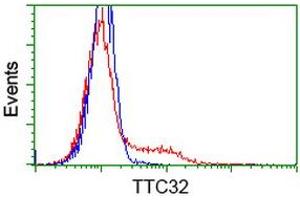 HEK293T cells transfected with either RC209334 overexpress plasmid (Red) or empty vector control plasmid (Blue) were immunostained by anti-TTC32 antibody (ABIN2453736), and then analyzed by flow cytometry. (TTC32 抗体)