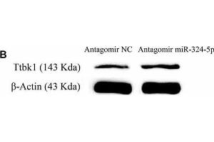 Western Blotting (WB) image for anti-Actin, beta (ACTB) antibody (ABIN3020544)