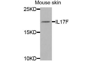 Western blot analysis of extracts of mouse skin, using IL17F antibody (ABIN5973881) at 1/1000 dilution.