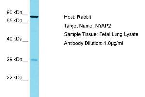 Host: Rabbit Target Name: NYAP2 Sample Tissue: Human Fetal Lung Antibody Dilution: 1ug/ml (NYAP2 抗体  (N-Term))