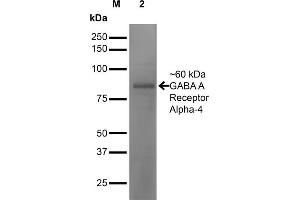 Western Blot analysis of Mouse Brain showing detection of ~60 kDa GABA-A-Receptor-Alpha4 protein using Mouse Anti-GABA-A-Receptor-Alpha4 Monoclonal Antibody, Clone S398A-34 . (GABRA1 抗体  (AA 410-450) (PerCP))