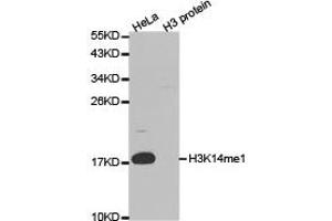 Western blot analysis of extracts of HeLa and H3 protein, using H3K14me1 antibody. (Histone 3 抗体  (H3K14me))