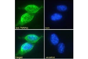 ABIN6391341 Immunofluorescence analysis of paraformaldehyde fixed NIH3T3 cells, permeabilized with 0. (RANKL 抗体  (Internal Region))