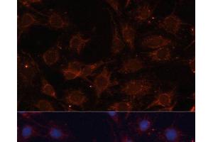 Immunofluorescence (IF) image for anti-Solute Carrier Family 25 (Mitochondrial Carrier, Phosphate Carrier), Member 24 (SLC25A24) antibody (ABIN7255936)
