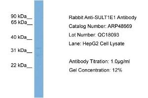 WB Suggested Anti-SULT1E1  Antibody Titration: 0. (SULT1E1 抗体  (Middle Region))