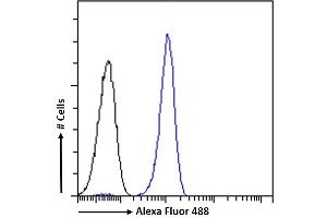 (ABIN571249) Flow cytometric analysis of paraformaldehyde fixed Jurkat cells (blue line), permeabilized with 0. (Septin 4 抗体  (AA 33-44))