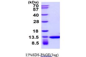 SDS-PAGE (SDS) image for Thioredoxin (TXN) protein (ABIN666852) (TXN 蛋白)