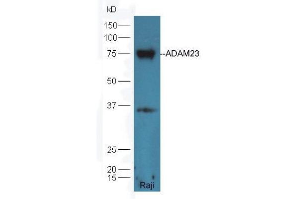 Adam23 抗体  (AA 551-650)