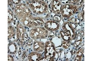 Immunohistochemical staining of paraffin-embedded pancreas tissue using anti-RC201933 mouse monoclonal antibody. (PIM2 抗体)