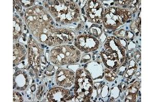Immunohistochemical staining of paraffin-embedded pancreas tissue using anti-RC201933 mouse monoclonal antibody. (PIM2 抗体)