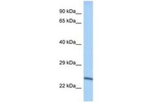 Image no. 1 for anti-Methyltransferase Like 10 (METTL10) (AA 151-200) antibody (ABIN6748082) (METTL10 抗体  (AA 151-200))