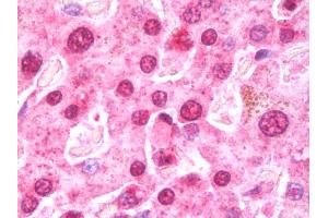 Anti-EIF5A2 antibody IHC staining of human liver. (EIF5A2 抗体  (AA 1-153))