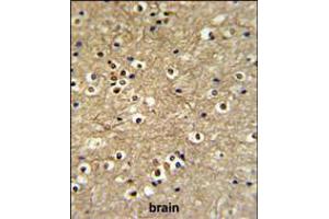 ETS2 Antibody IHC analysis in formalin fixed and paraffin embedded brain tissue followed by peroxidase conjugation of the secondary antibody and DAB staining. (ETS2 抗体  (AA 146-173))