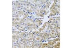 Immunohistochemistry of paraffin-embedded rat kidney using PER1 antibody. (PER1 抗体  (AA 1-200))