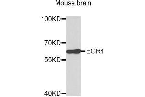Western blot analysis of extracts of mouse brain, using EGR4 antibody (ABIN3049538). (EGR4 抗体)