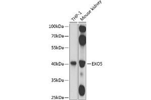 Western blot analysis of extracts of various cell lines, using EXO5 antibody (ABIN6133316, ABIN6140359, ABIN6140360 and ABIN6224594) at 1:1000 dilution. (EXO5 抗体  (AA 1-373))
