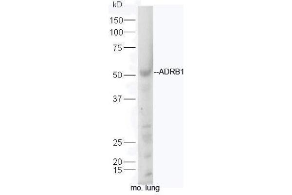 ADRB1 抗体  (AA 181-250)